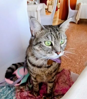 gigia the travel cat