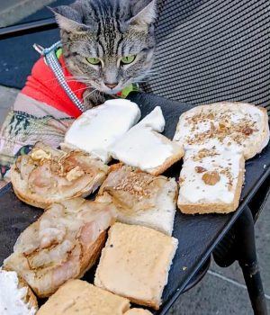 gigia the travel cat