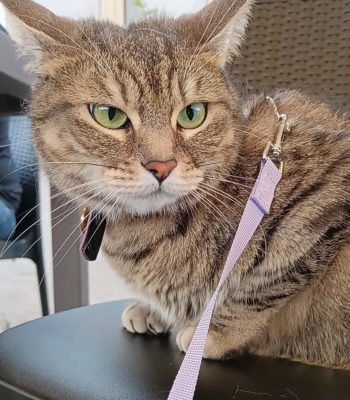 gigia the travel cat