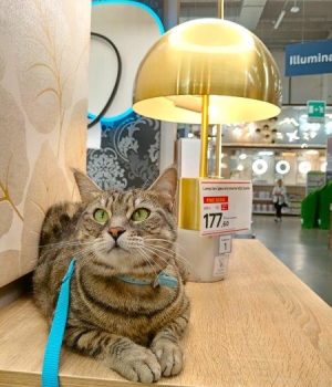 gigia the travel cat