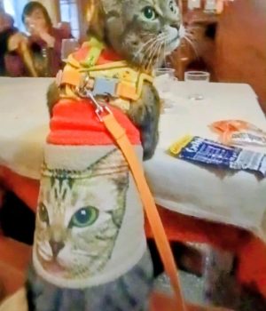 gigia the travel cat