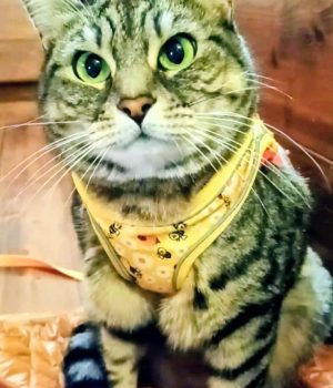 gigia the travel cat