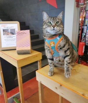 gigia the travel cat