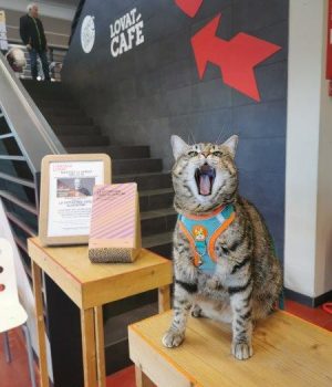 gigia the travel cat