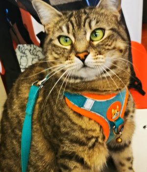 gigia the travel cat