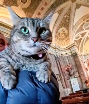 gigia the travel cat