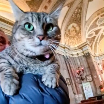 gigia the travel cat