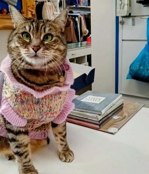 Mercatopoli Galliera Veneta