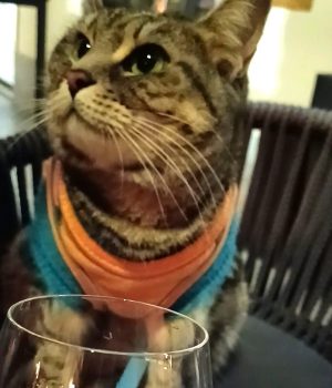 gigia the travel cat