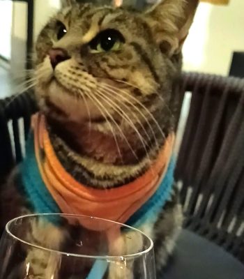 gigia the travel cat