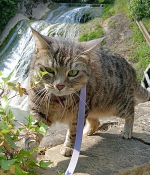 gigia the travel cat