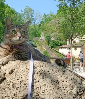 gigia the travel cat