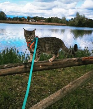 gigia the travel cat