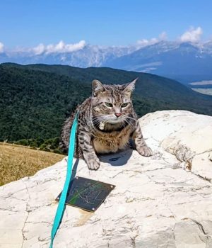 gigia the travel cat