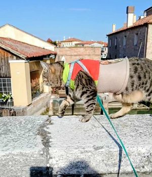 gigia the travel cat