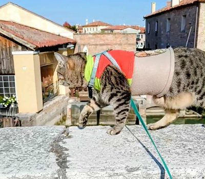 gigia the travel cat