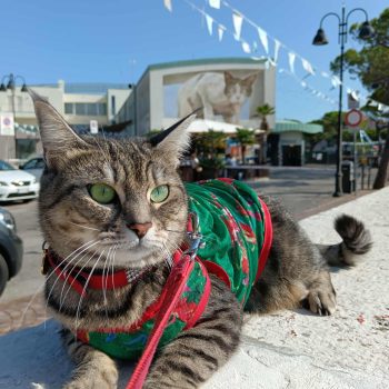 gigia the travel cat
