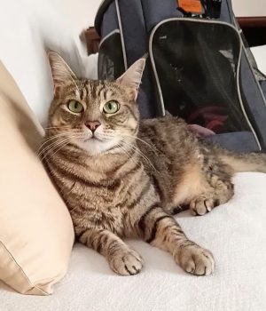 gigia the travel cat