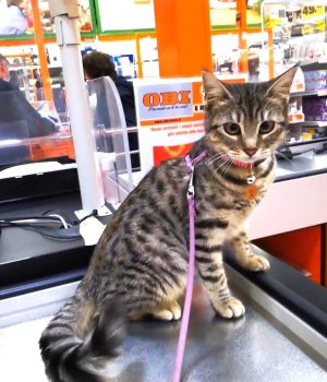 gigia the travel cat