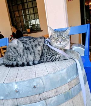 gigia the travel cat