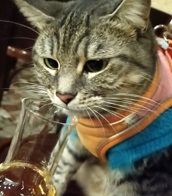 gigia the travel cat