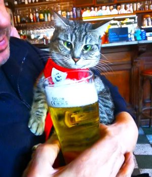 gigia