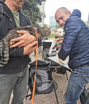 Gigia the Travel Cat