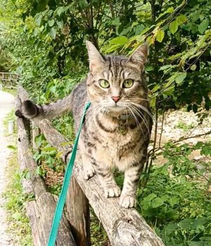 gigia the travel cat