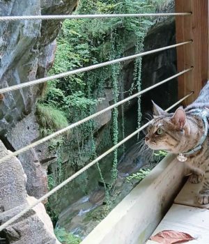 gigia the travel cat