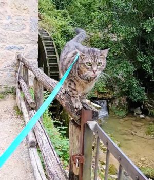 gigia the travel cat