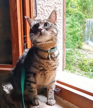 gigia the travel cat