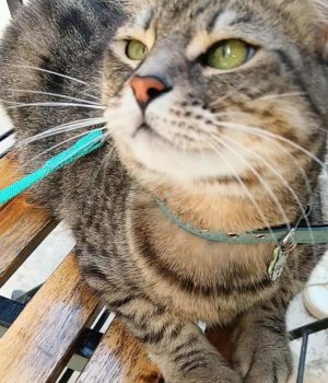 gigia the travel cat