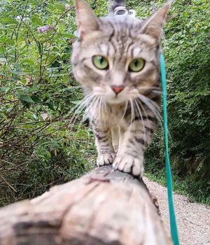 gigia the travel cat