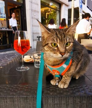 gigia the travel cat