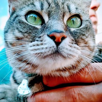 gigia the travel cat