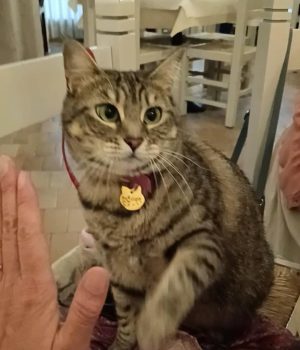 Gigia the travel cat