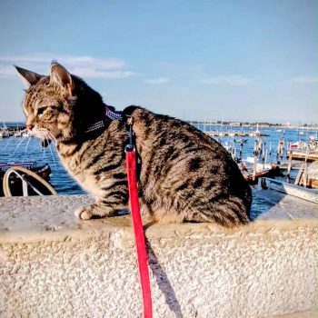 gigia the travel cat