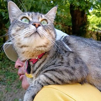 Gigia the travel cat