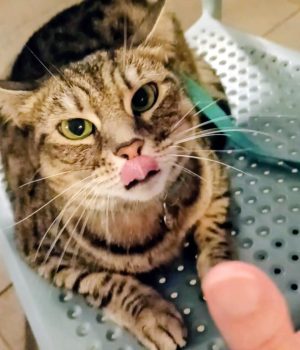 gigia the travel cat