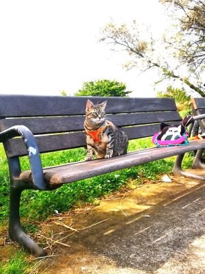 gigia the travel cat