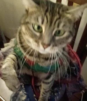 gigia the travel cat