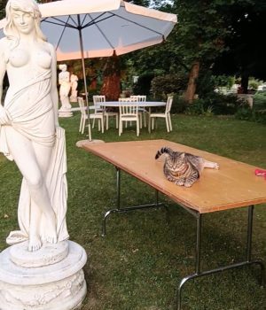 Gigia the travel cat