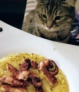 gigia the travel cat