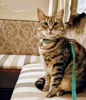 gigia the travel cat