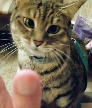 gigia the travel cat