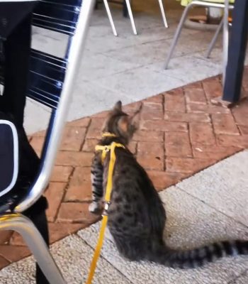 Ristorante Pizzeria al Limoneto