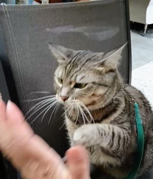 gigia the travel cat