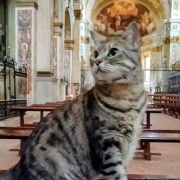 gigia the travel cat