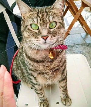 gigia the travel cat