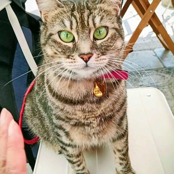 gigia the travel cat